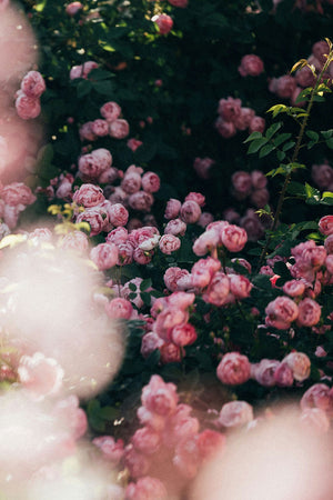 Rose Bulgare Perfume Oil