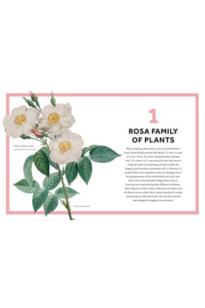 Rosa - The Story of Rose