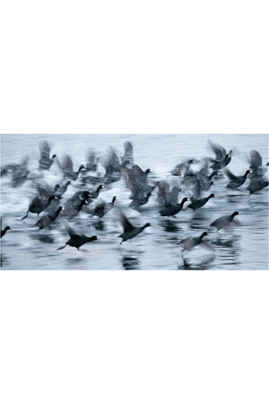 The Lake by Robin Layton