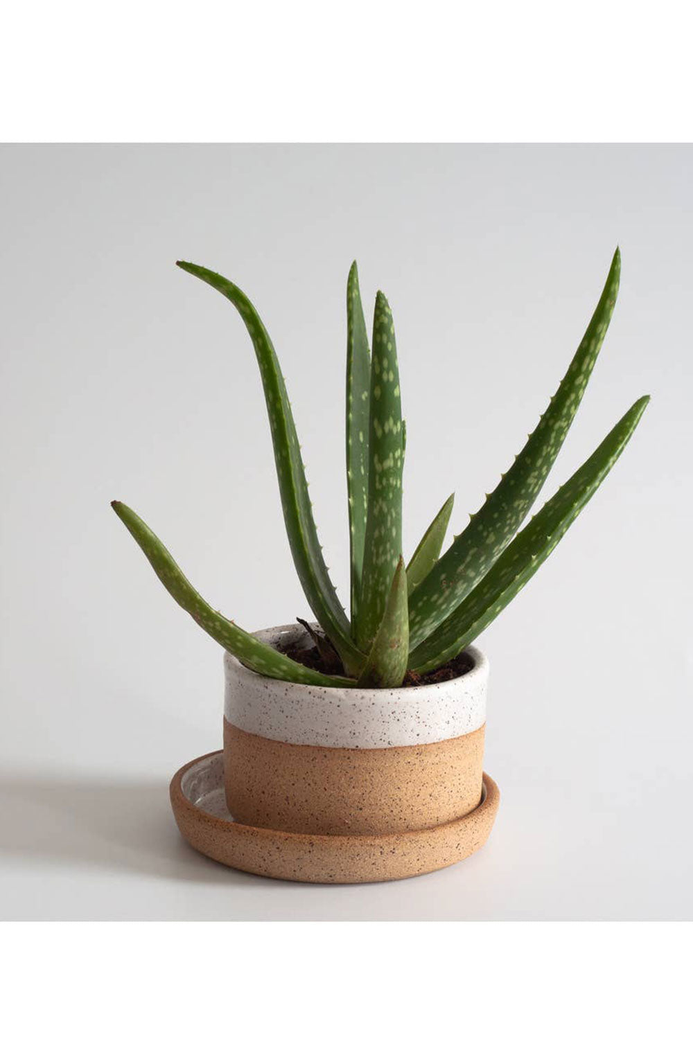 Succulent Planter Wide Nude/White