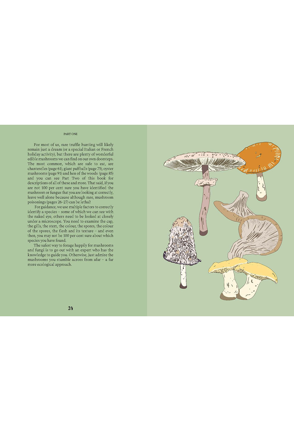 A Guide for the Curious: Mushrooms
