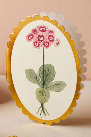 Auricula Mini Card