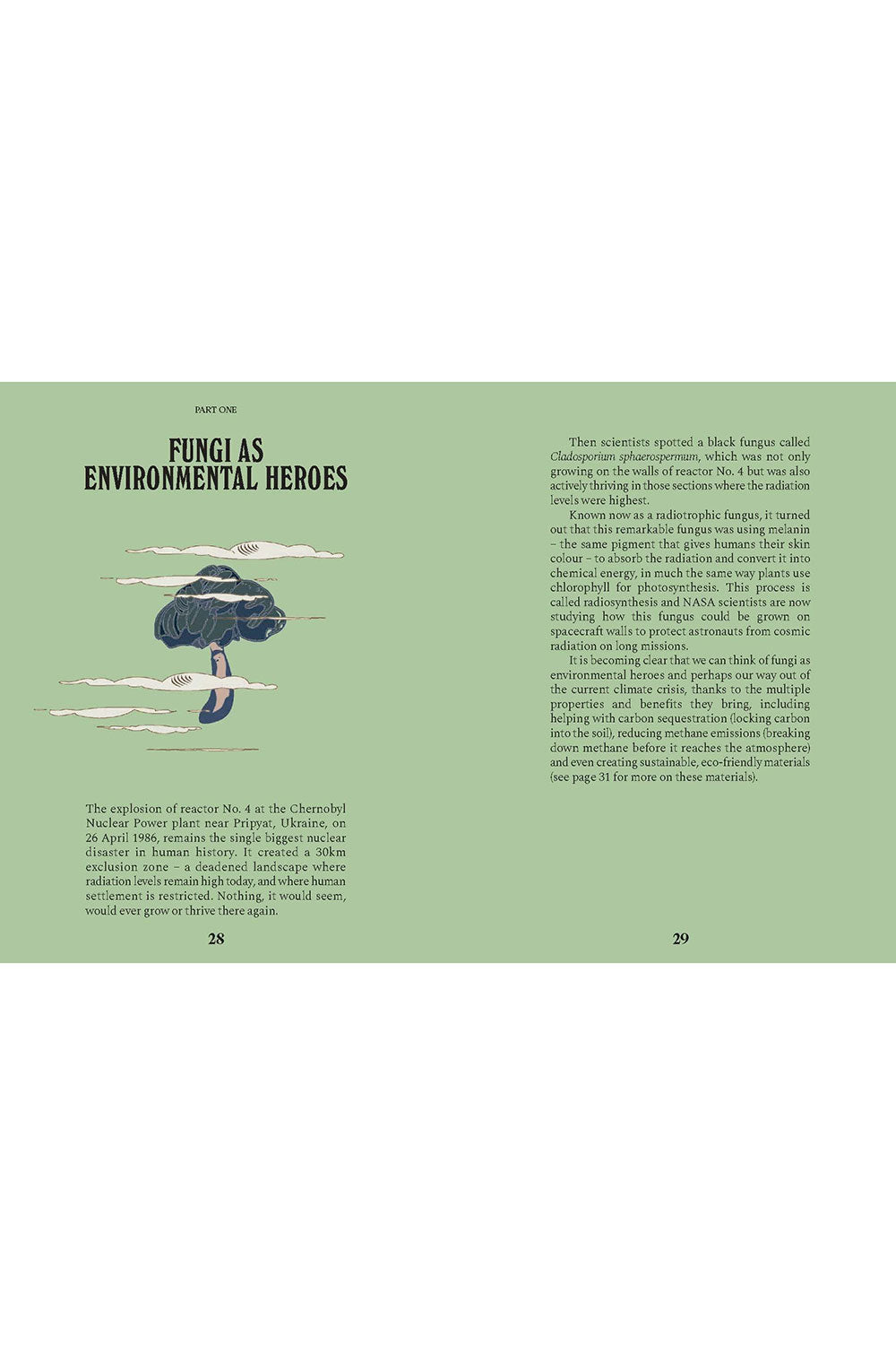 A Guide for the Curious: Mushrooms