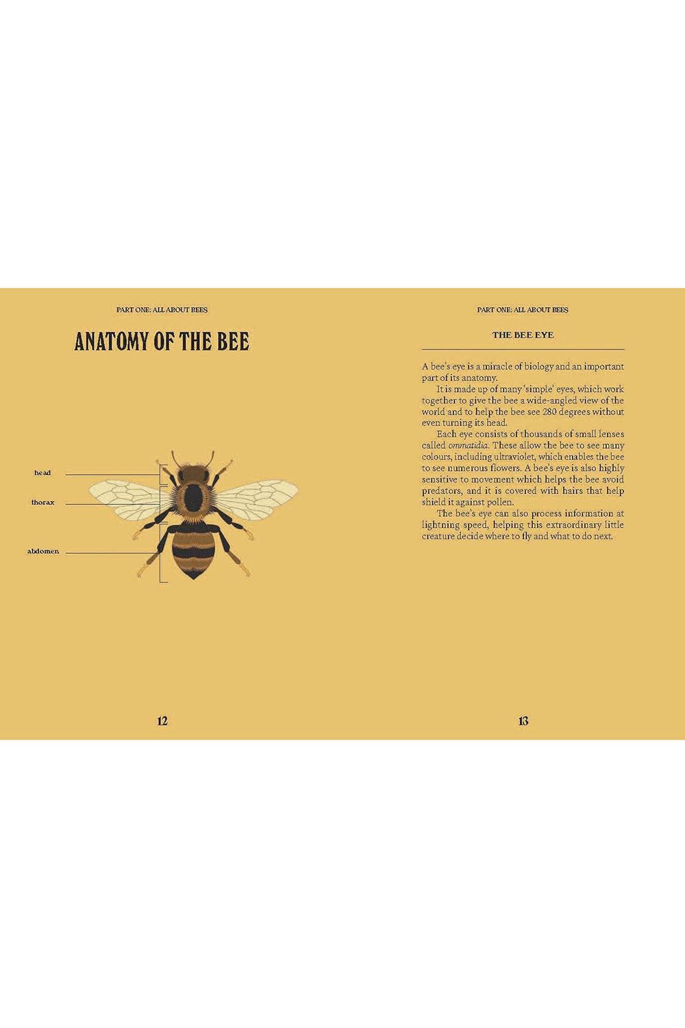 A Guide for the Curious: Bees