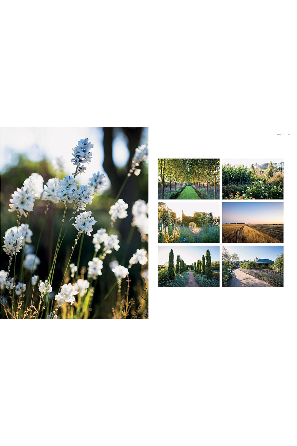Dreamscapes: Inspiration and Beauty in Gardens Near and Far