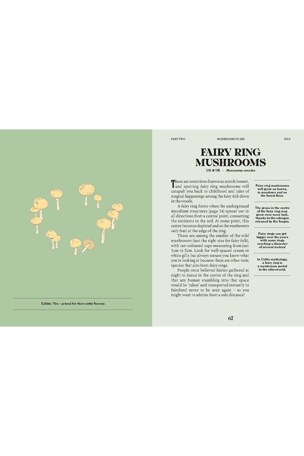 A Guide for the Curious: Mushrooms