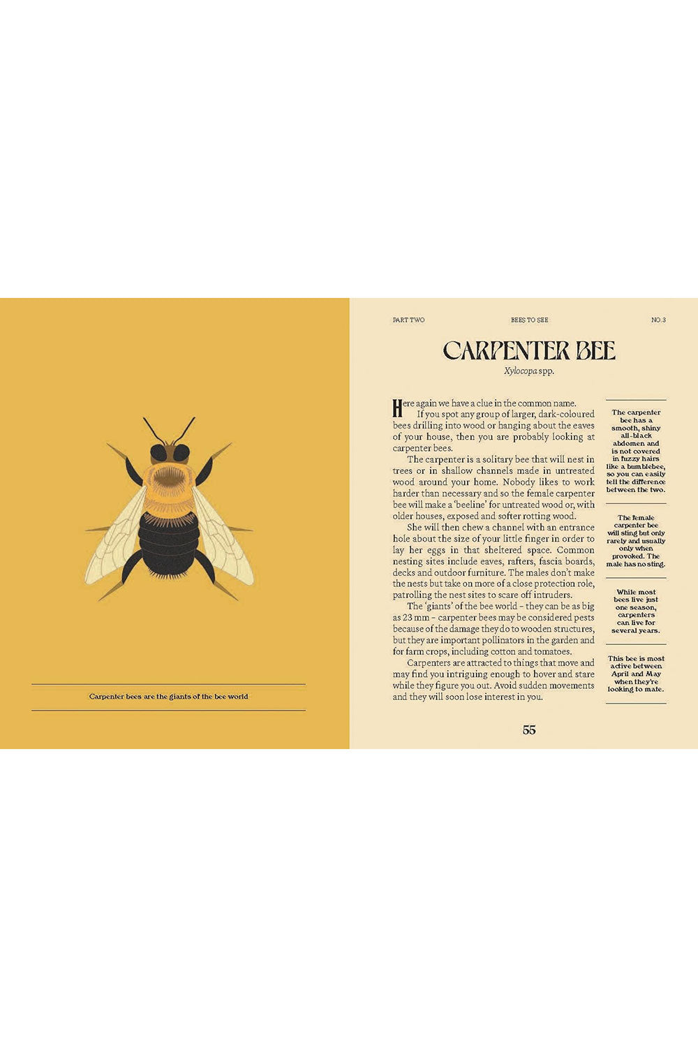 A Guide for the Curious: Bees