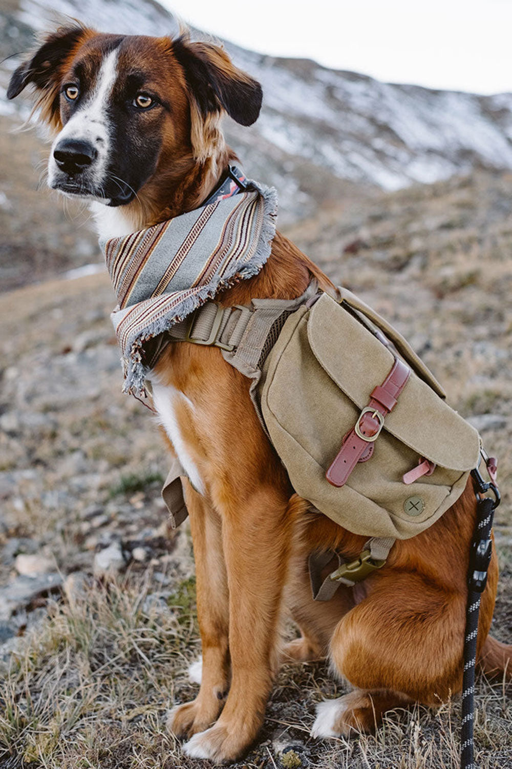 Canvas dog backpack best sale