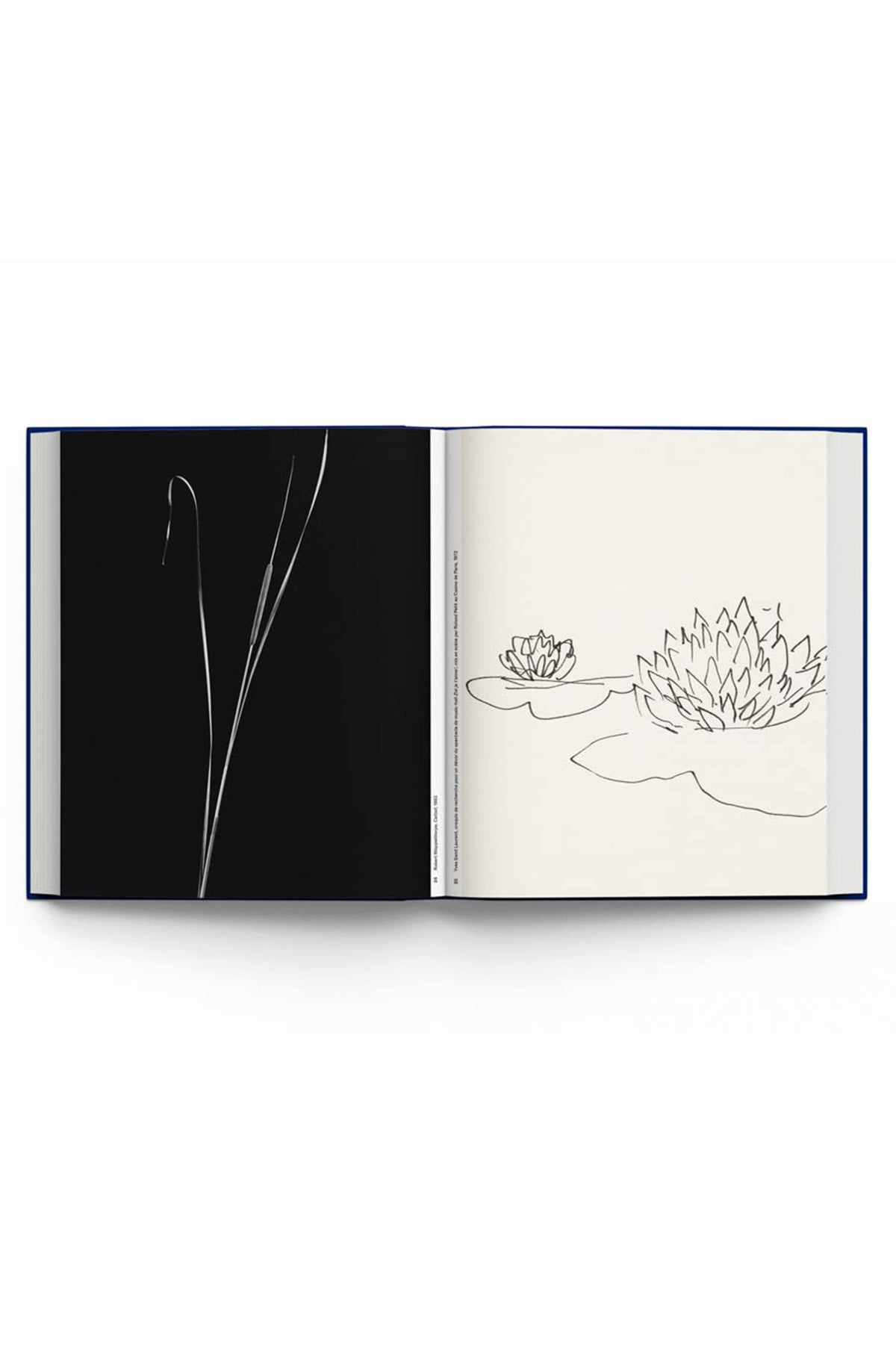 Botanical: Observing Beauty