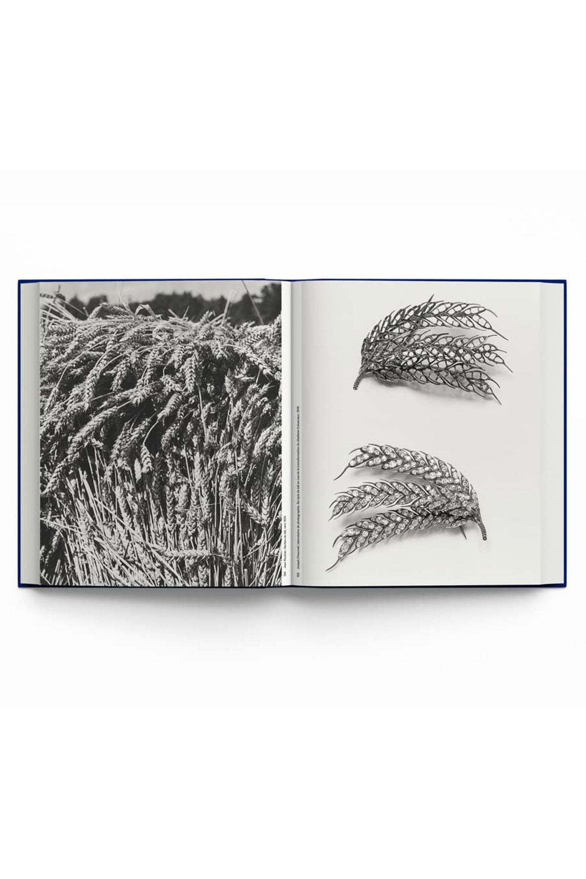 Botanical: Observing Beauty