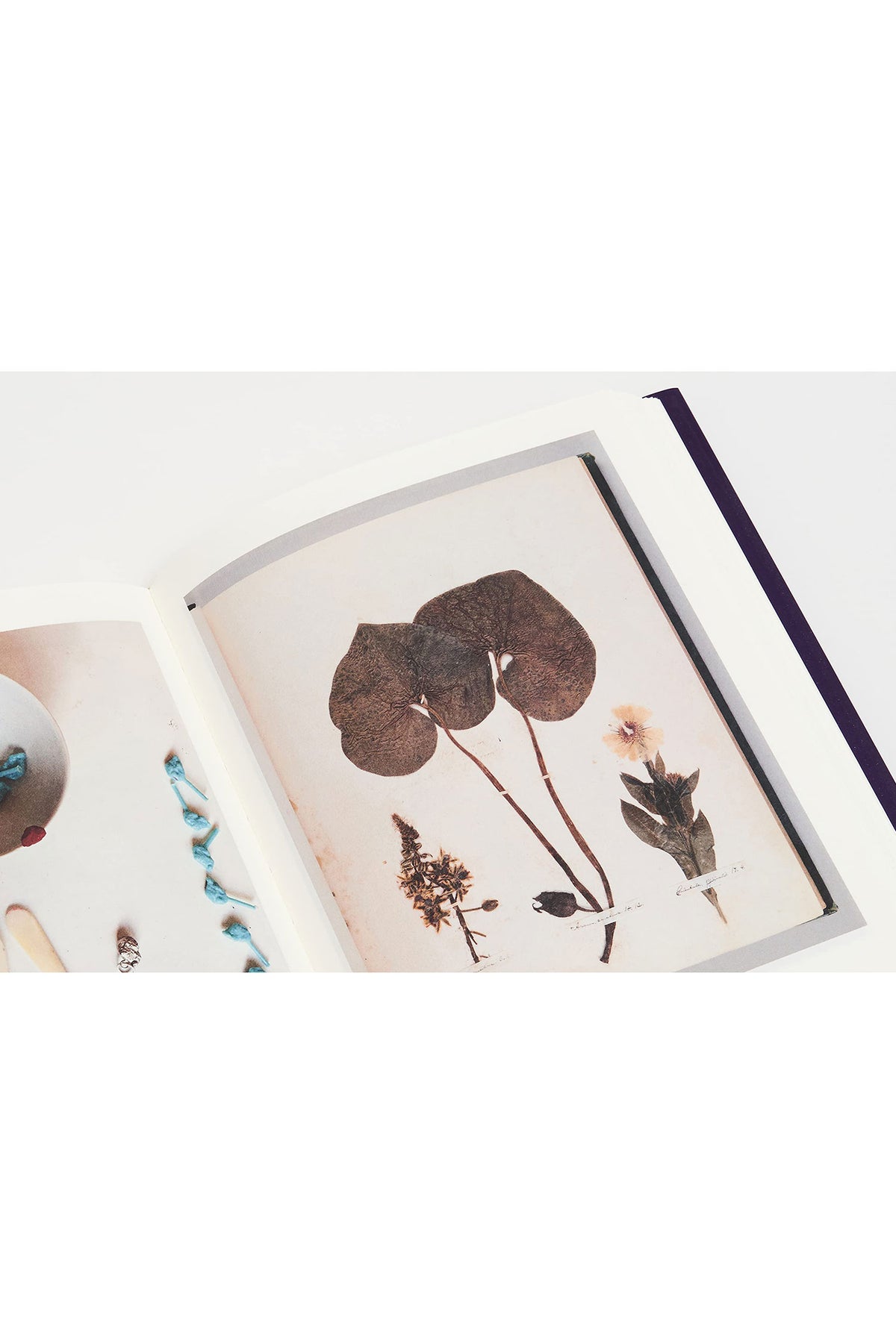 Botanical: Observing Beauty