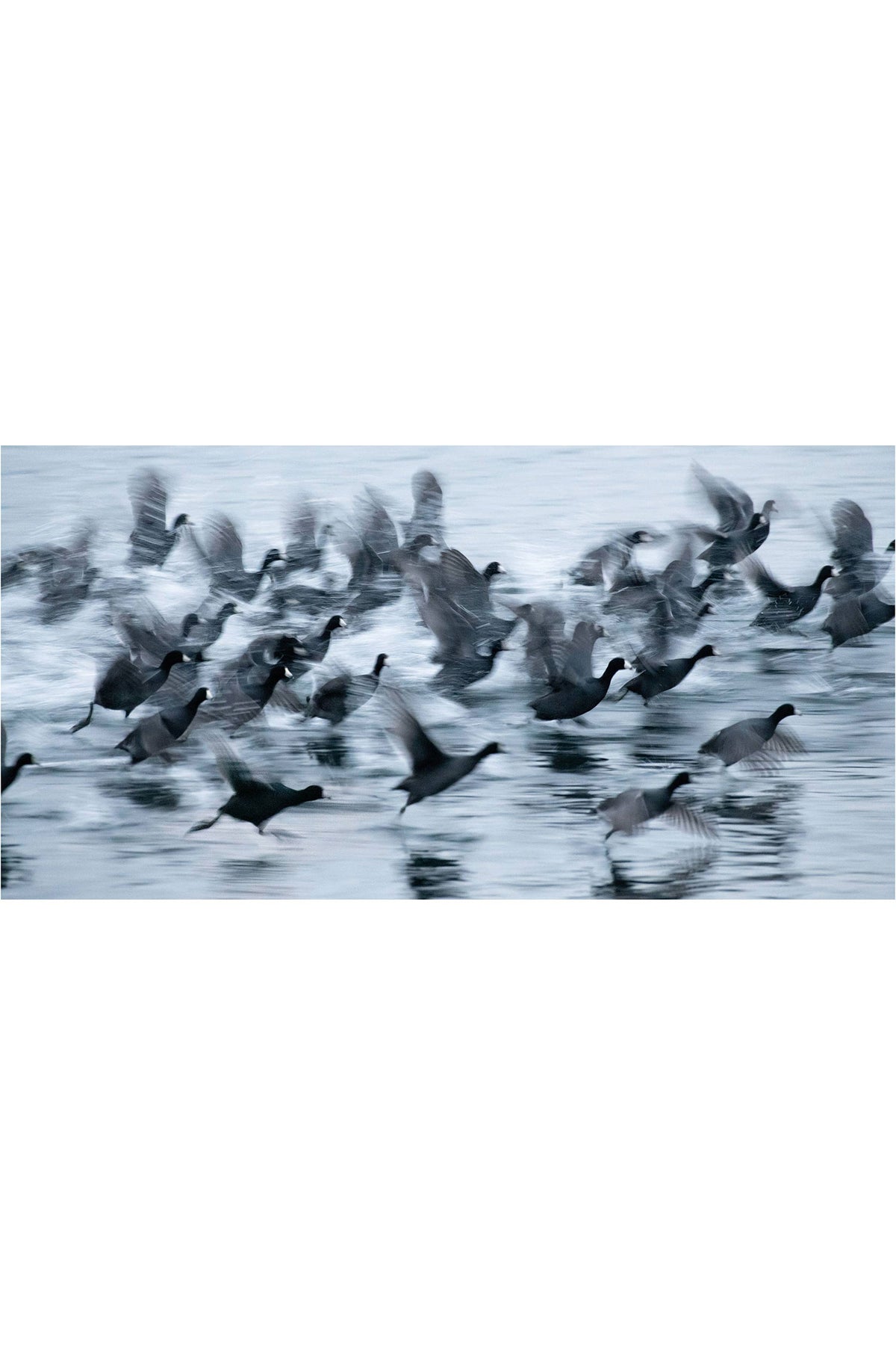 The Lake by Robin Layton